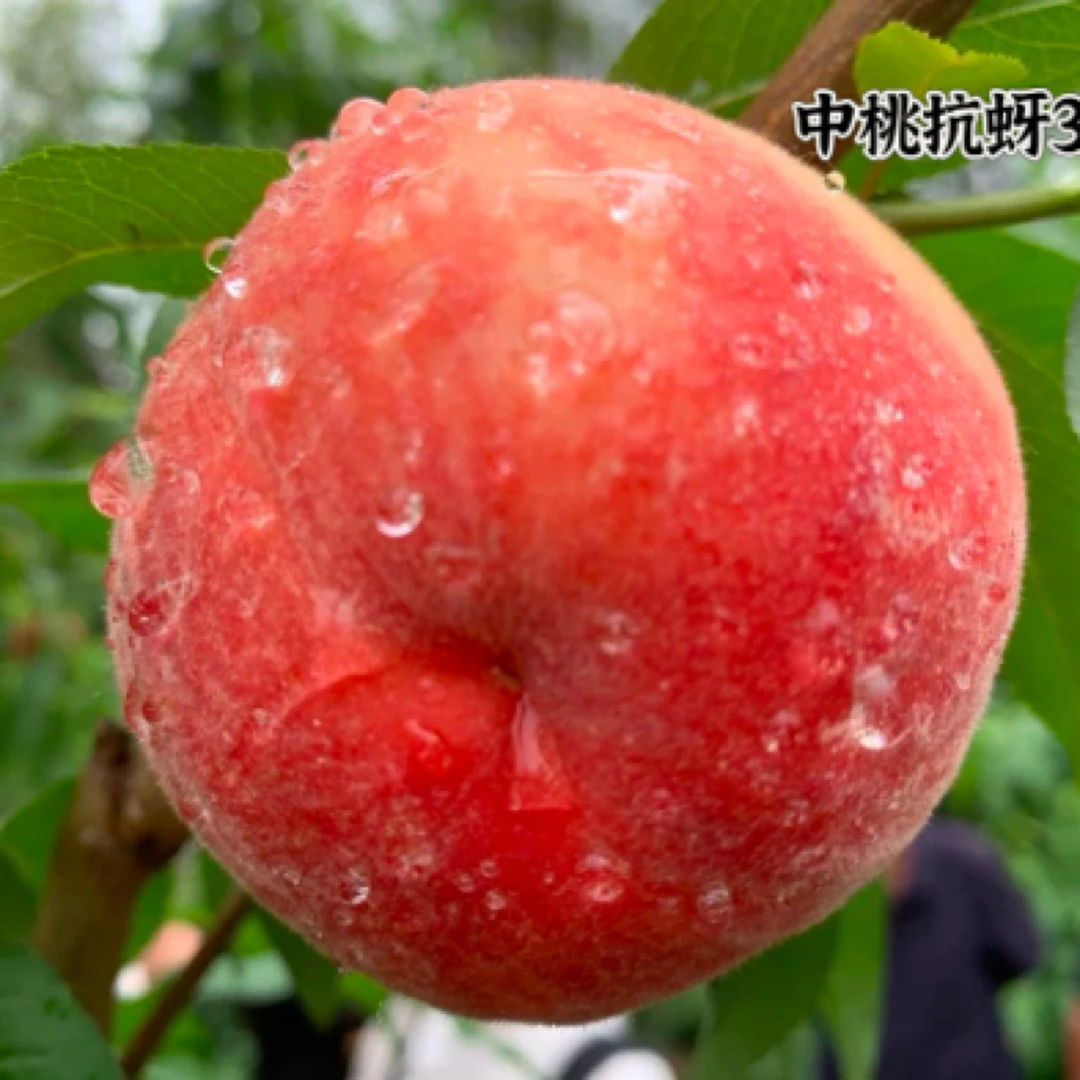 中桃抗芽3号优质种苗