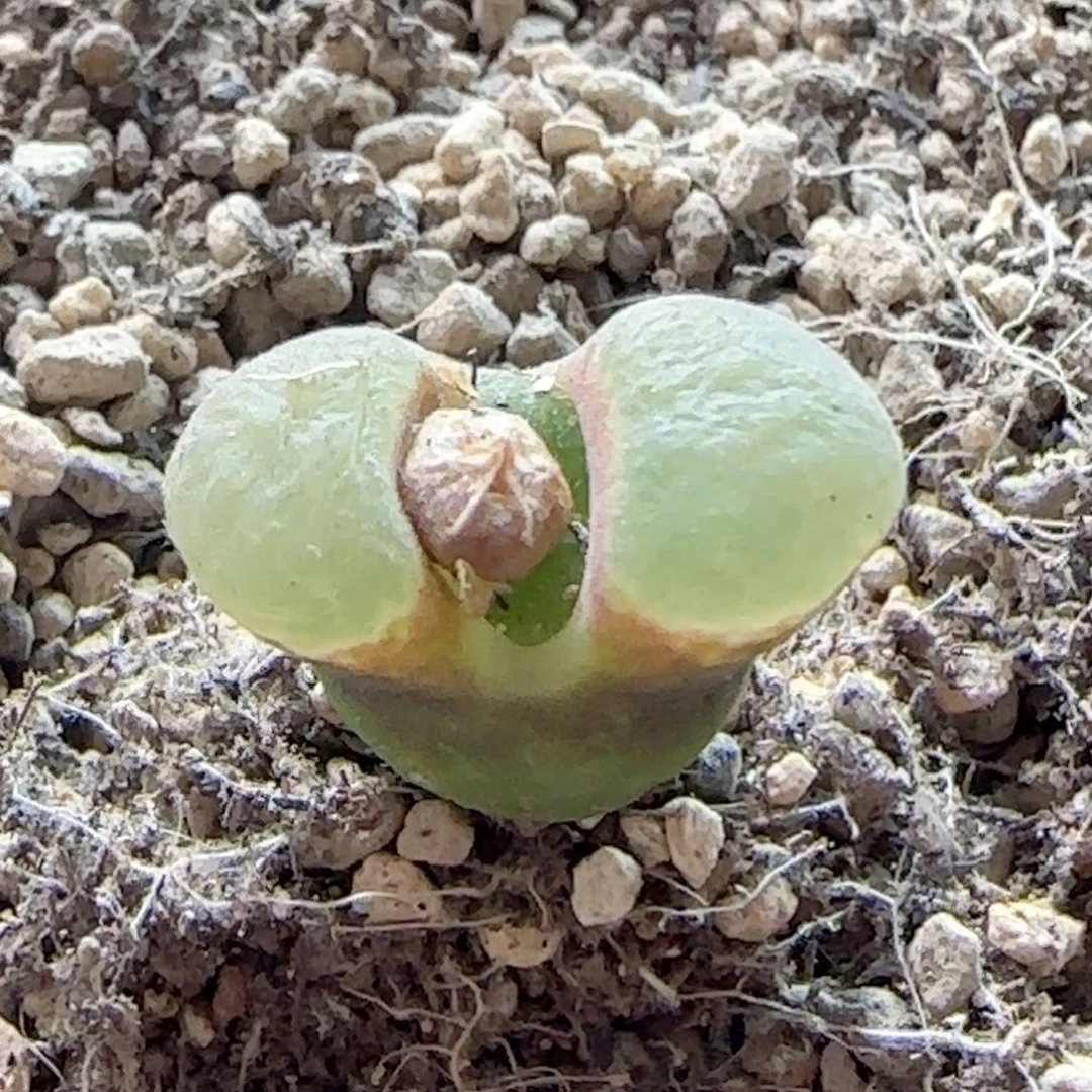 21111112222223肉锥