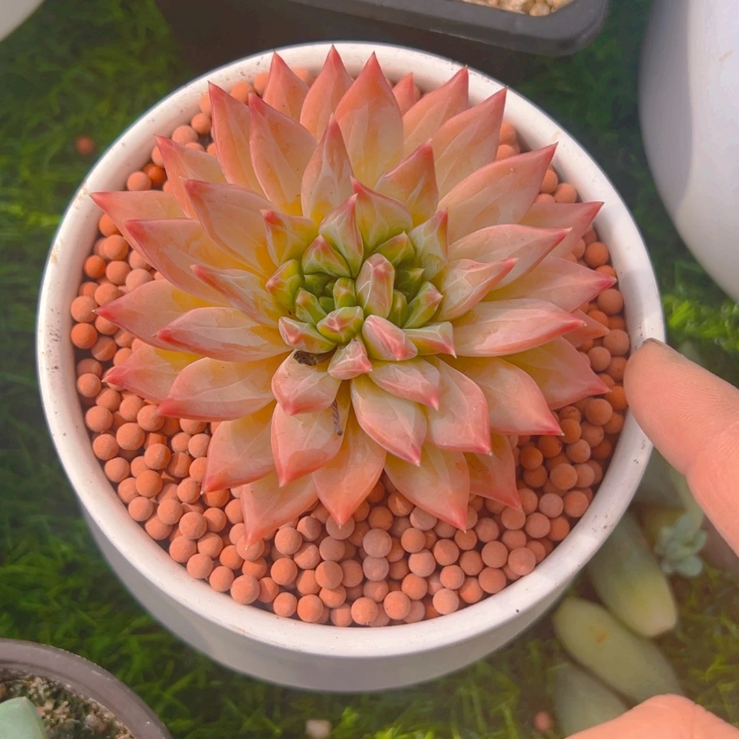 优悠 暗纹美人 寄养