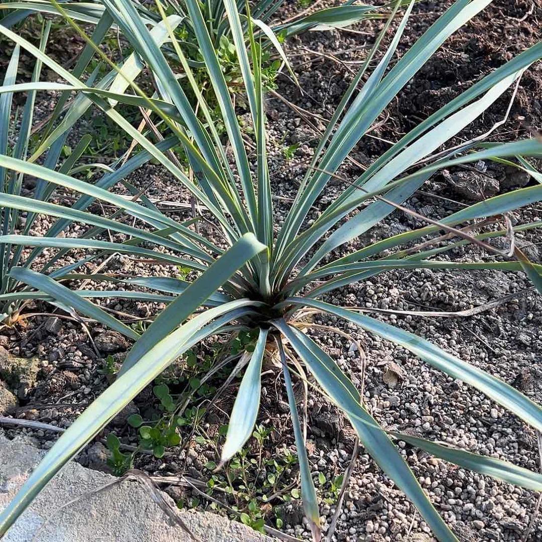 研*师188一个 鸟喙丝兰 稻草人