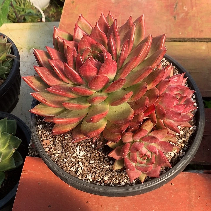 美肉特价活动开始啦