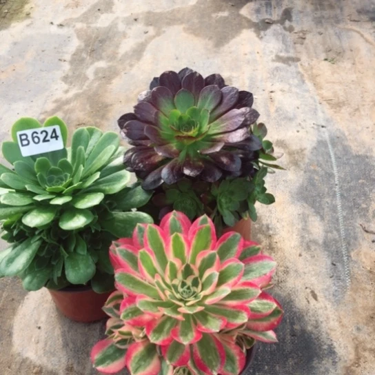 法师多肉植物囍****董法师624