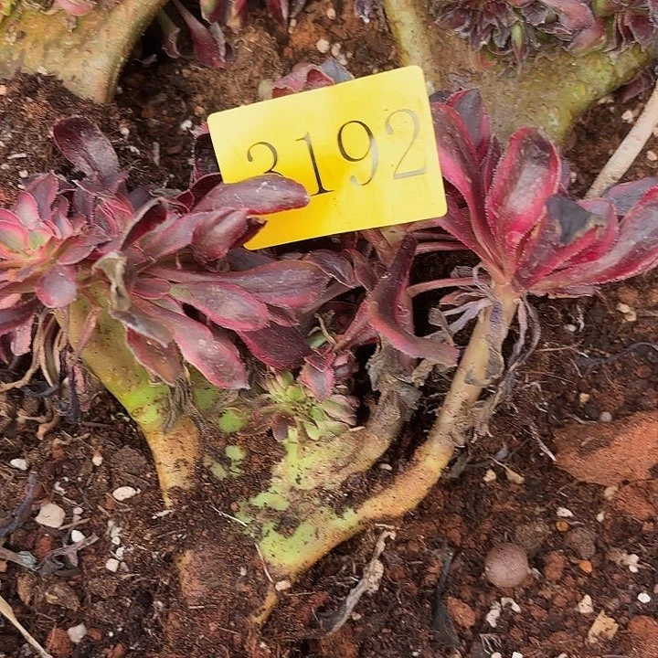 多肉植物福利3192