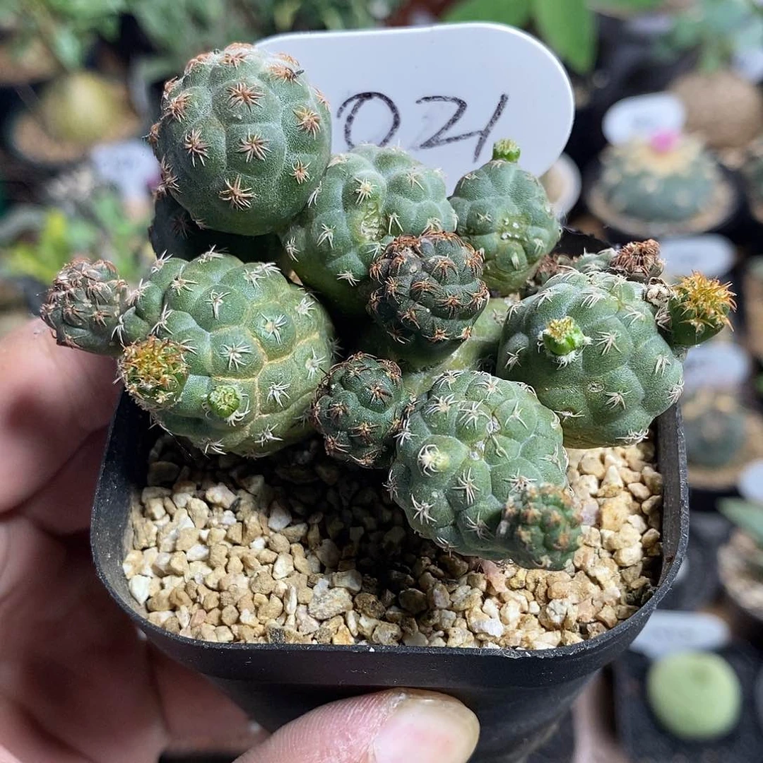 足球团扇1021号7.7cm