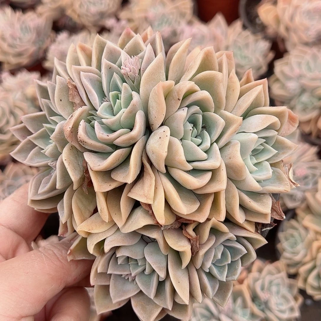 哈利沃森朵朵缀化