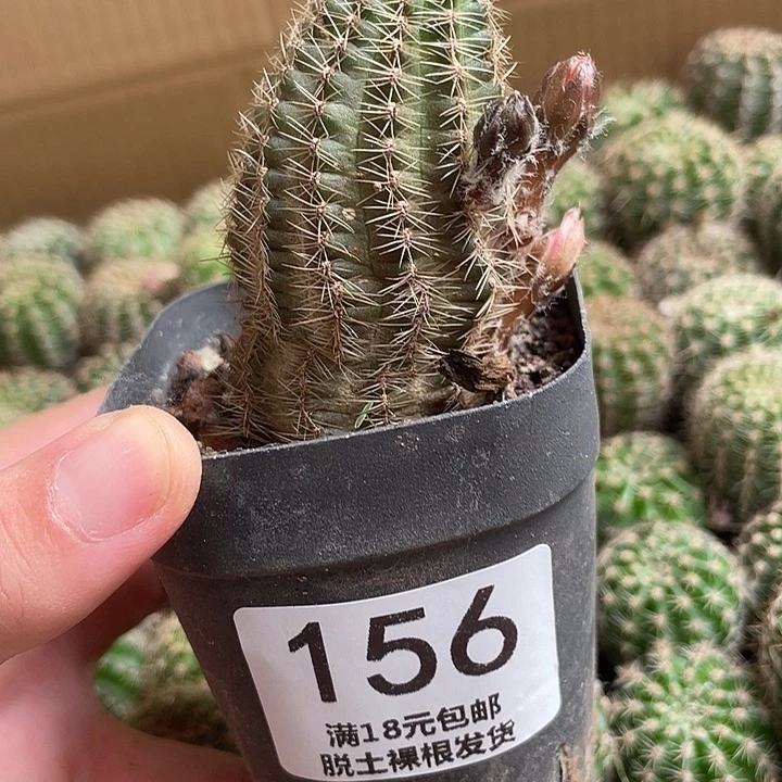 完全开放156中间丽花