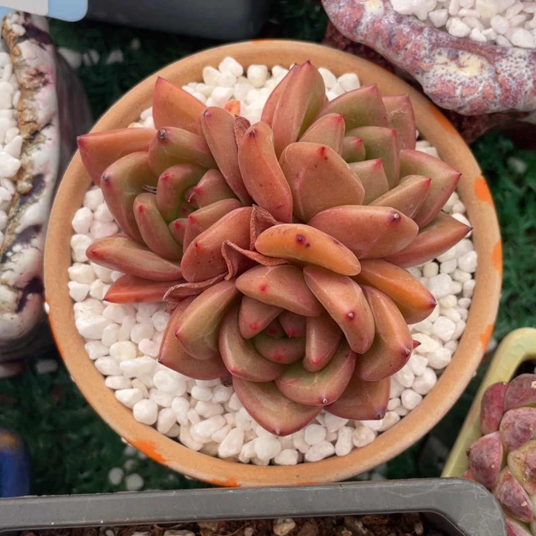 多肉植物盆栽多肉植物