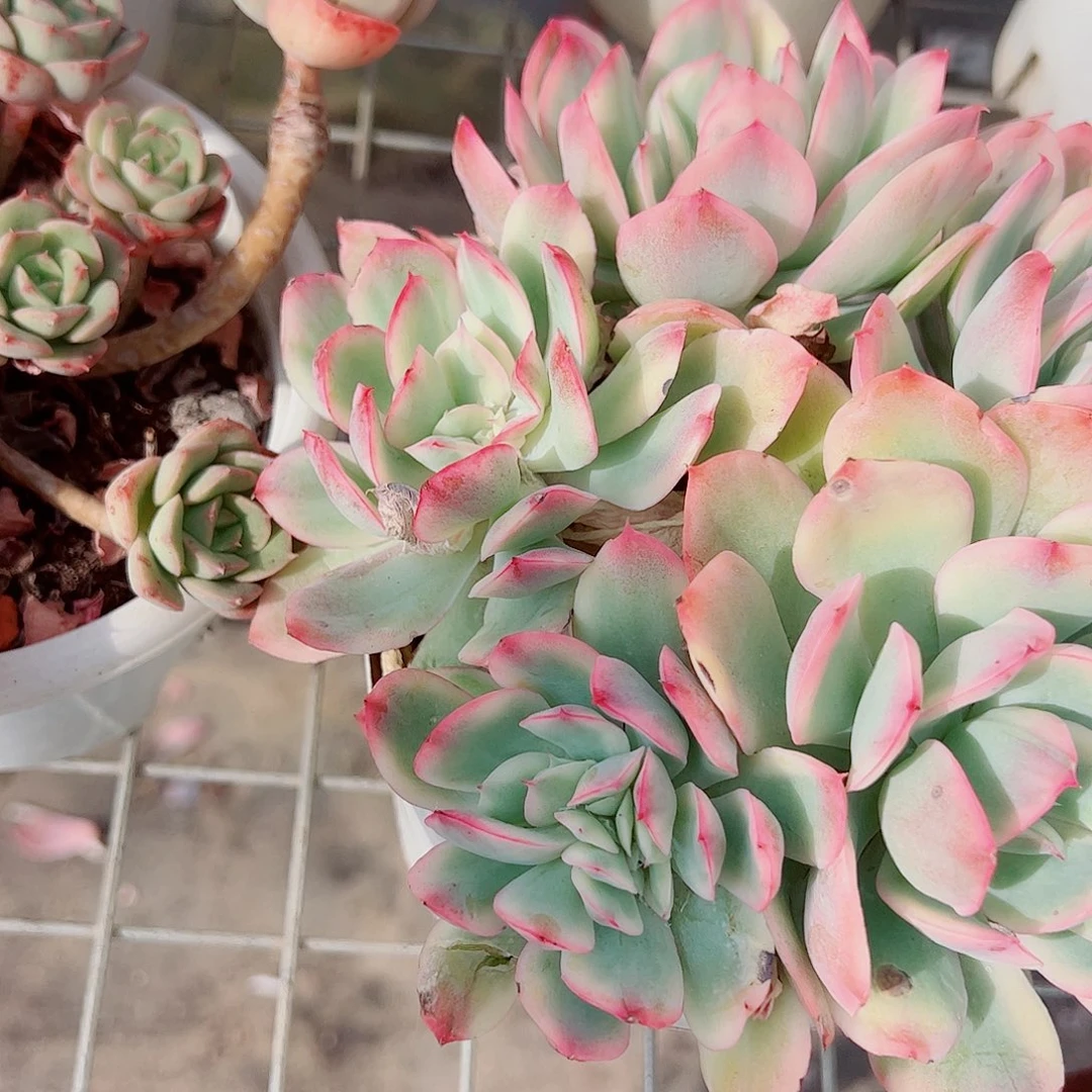 绮罗仙子锦多头群生精品