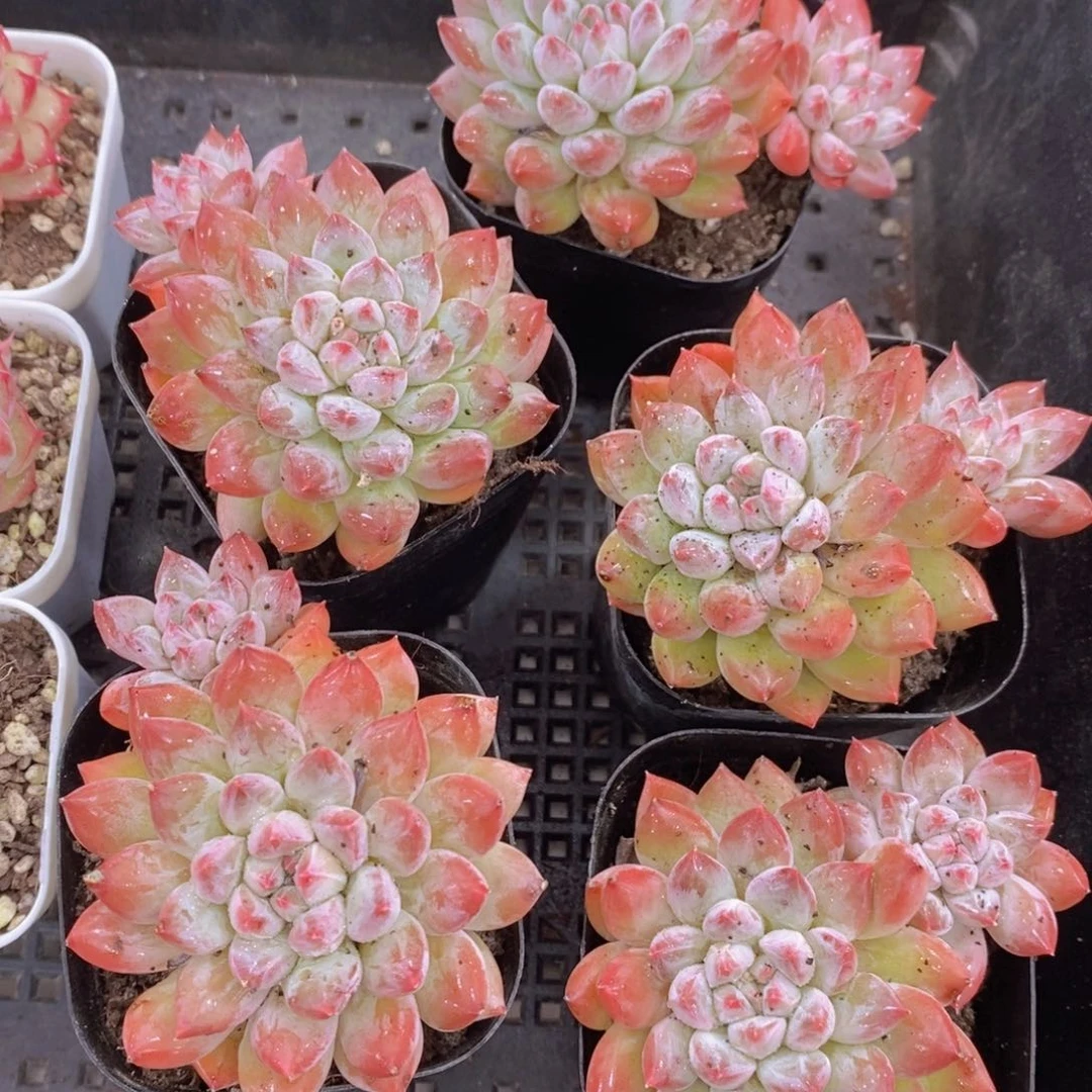 1119-16-精品老桩梅花洛双头一个