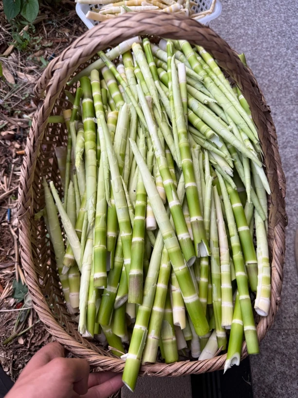 皖南山区野生新鲜水笋高山笋去壳小竹笋可炒可凉拌嫩笋尖