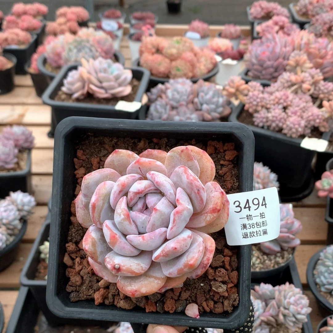 单头星影石化3494