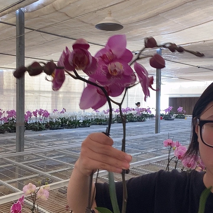 完全开放带花苞倾城 藏宝图瑕疵