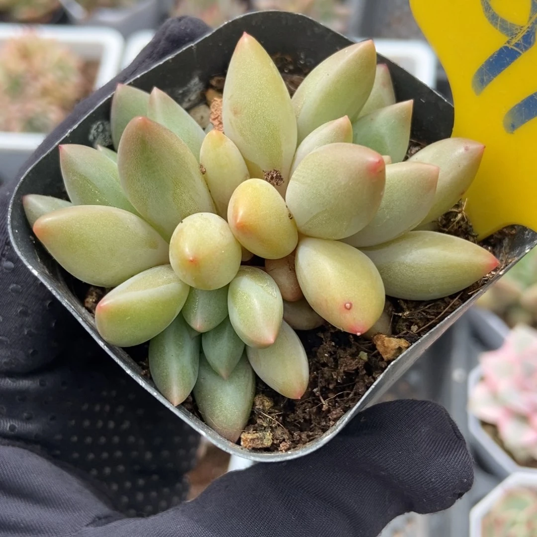 910水晶球多肉植物保护
