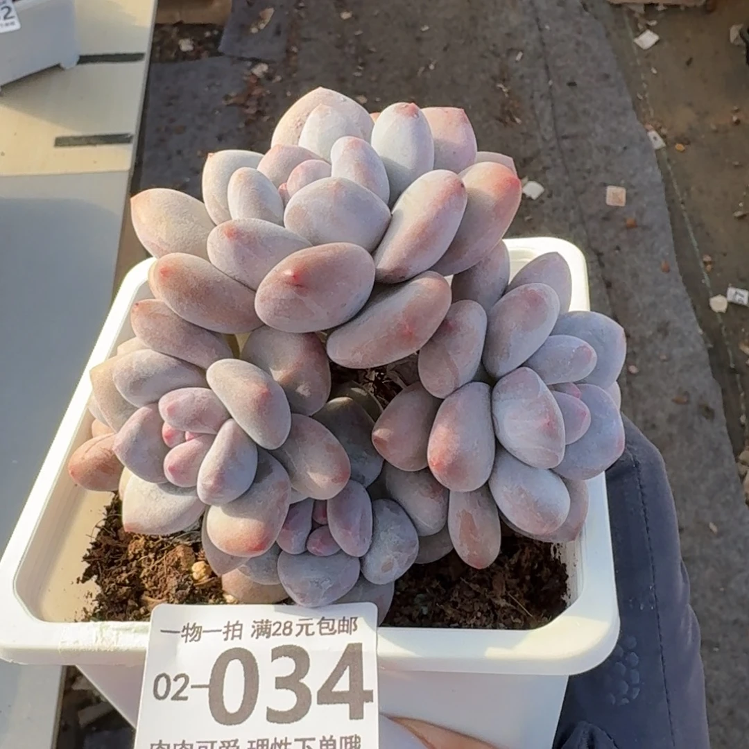 香水无盆土发货无