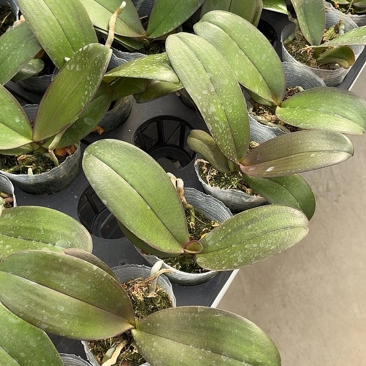 当前无花栽培后可以开花哈根达斯3.8寸苗带闪边