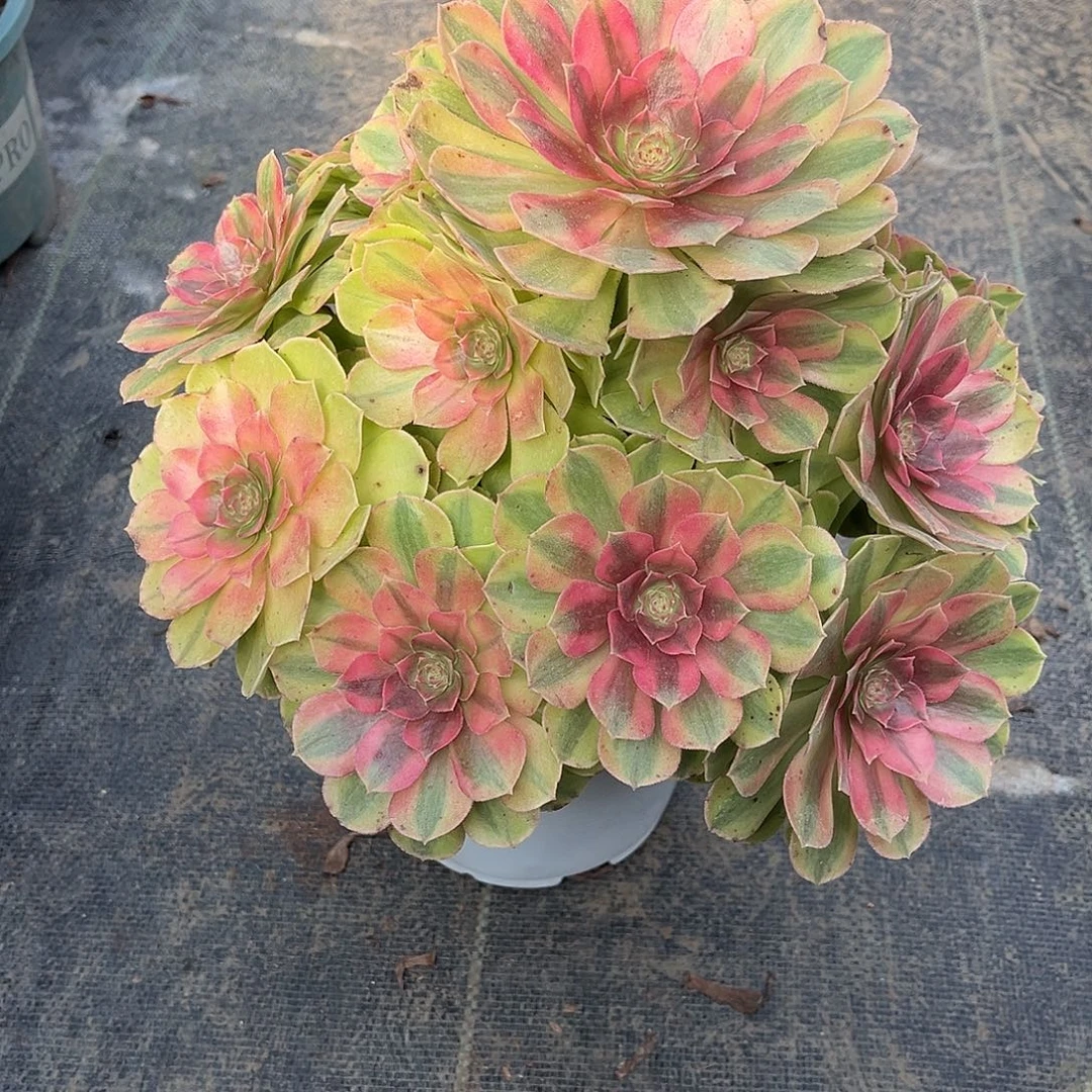 雨荷法师漂亮漂亮