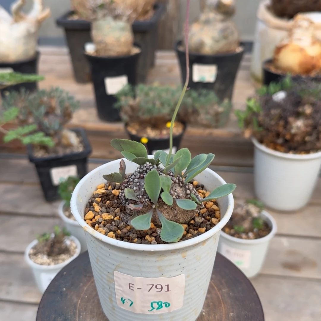 791装甲厚敦菊块根植物