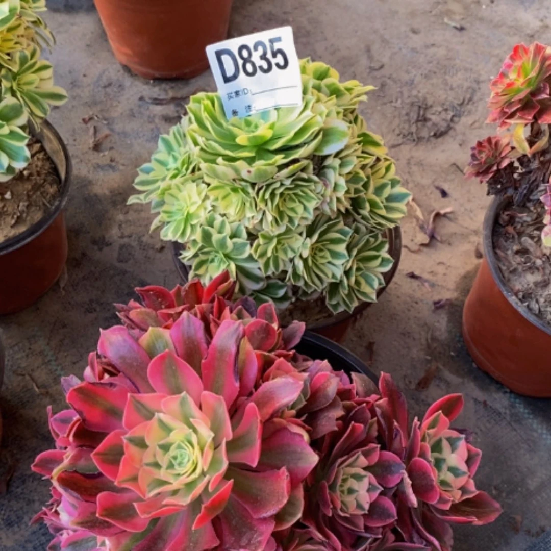 【闪购商品】，美杜莎835