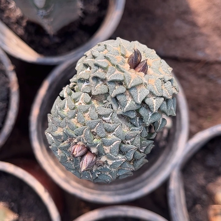 苗接双头姬牡丹一颗