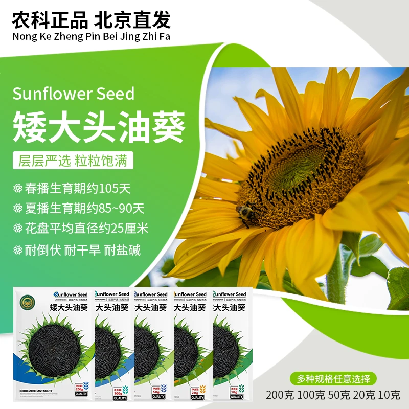 【农科院大客户专拍】油葵种子矮大头榨油向日葵种子食用葵花大花盘