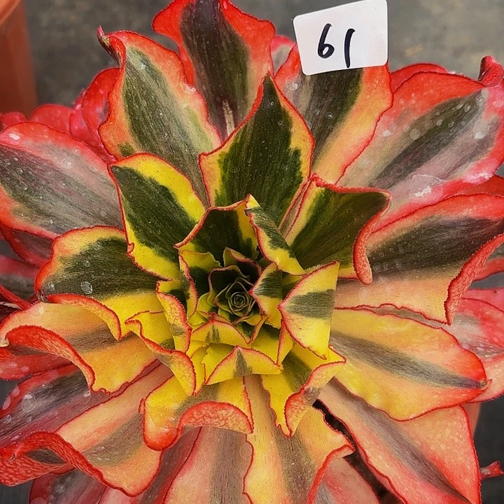 61多肉植物植物植物福利