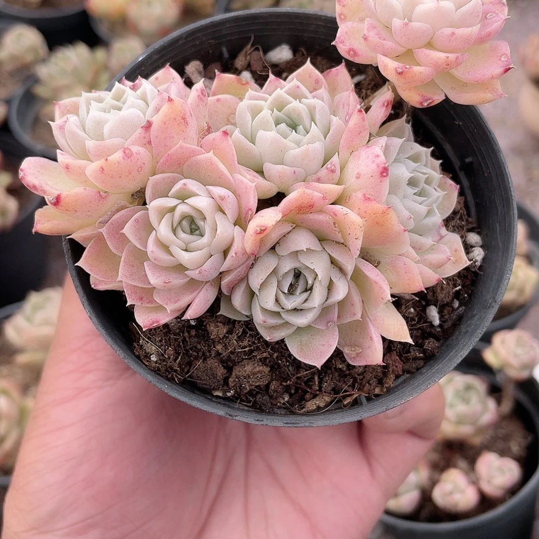 *️****0425  沁心 六月六