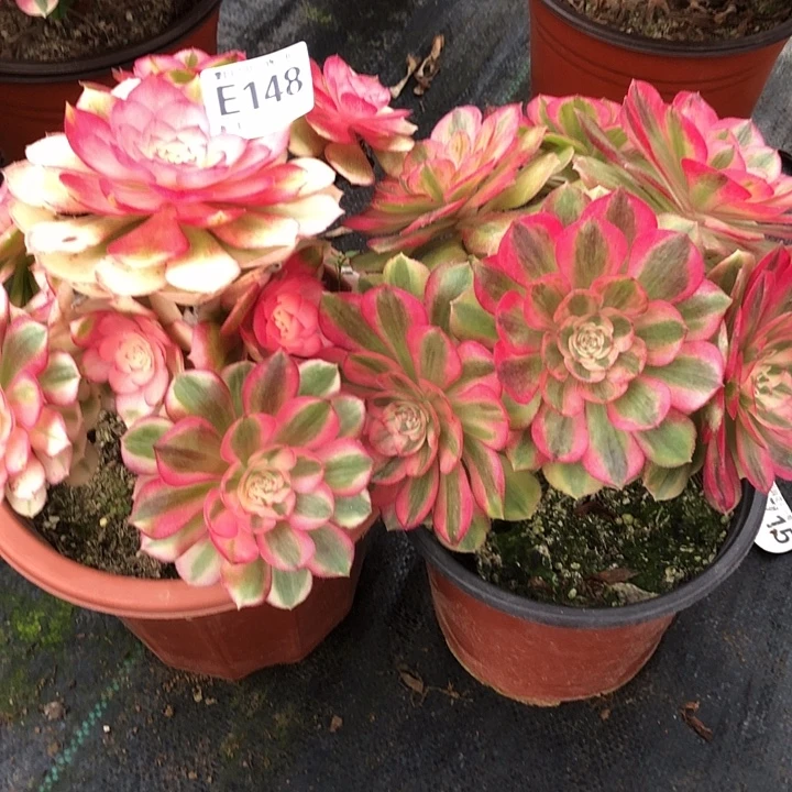 蝶***3俩颗多肉148000000000