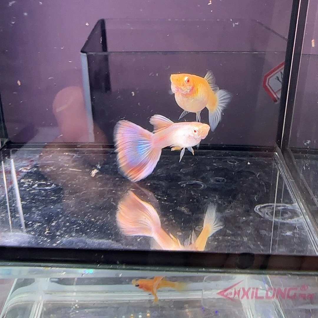 孔雀鱼金粉一对，三个月