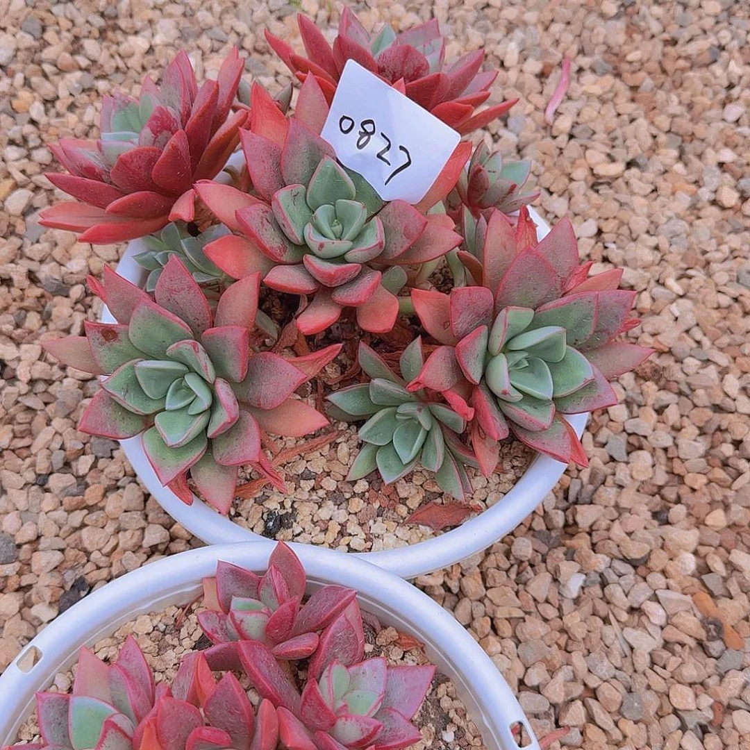 落***城0827董小姐多肉植物