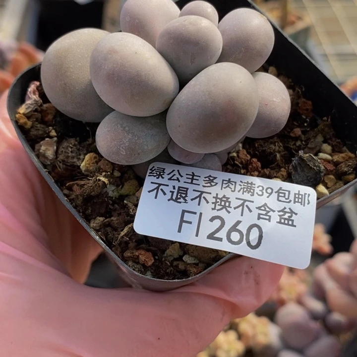 芭比奶洛5cm260多肉植物