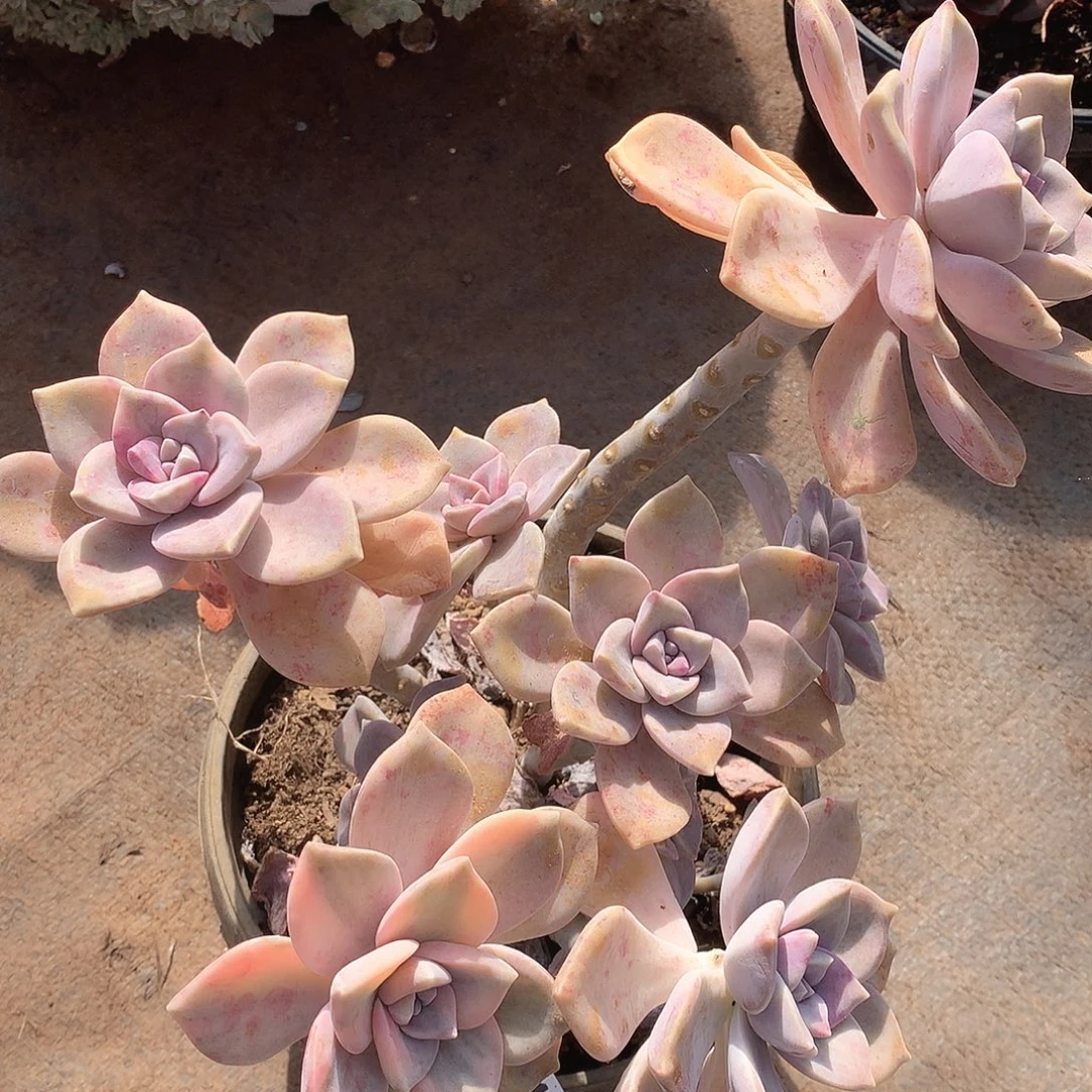 013紫乐锦一物一拍多肉