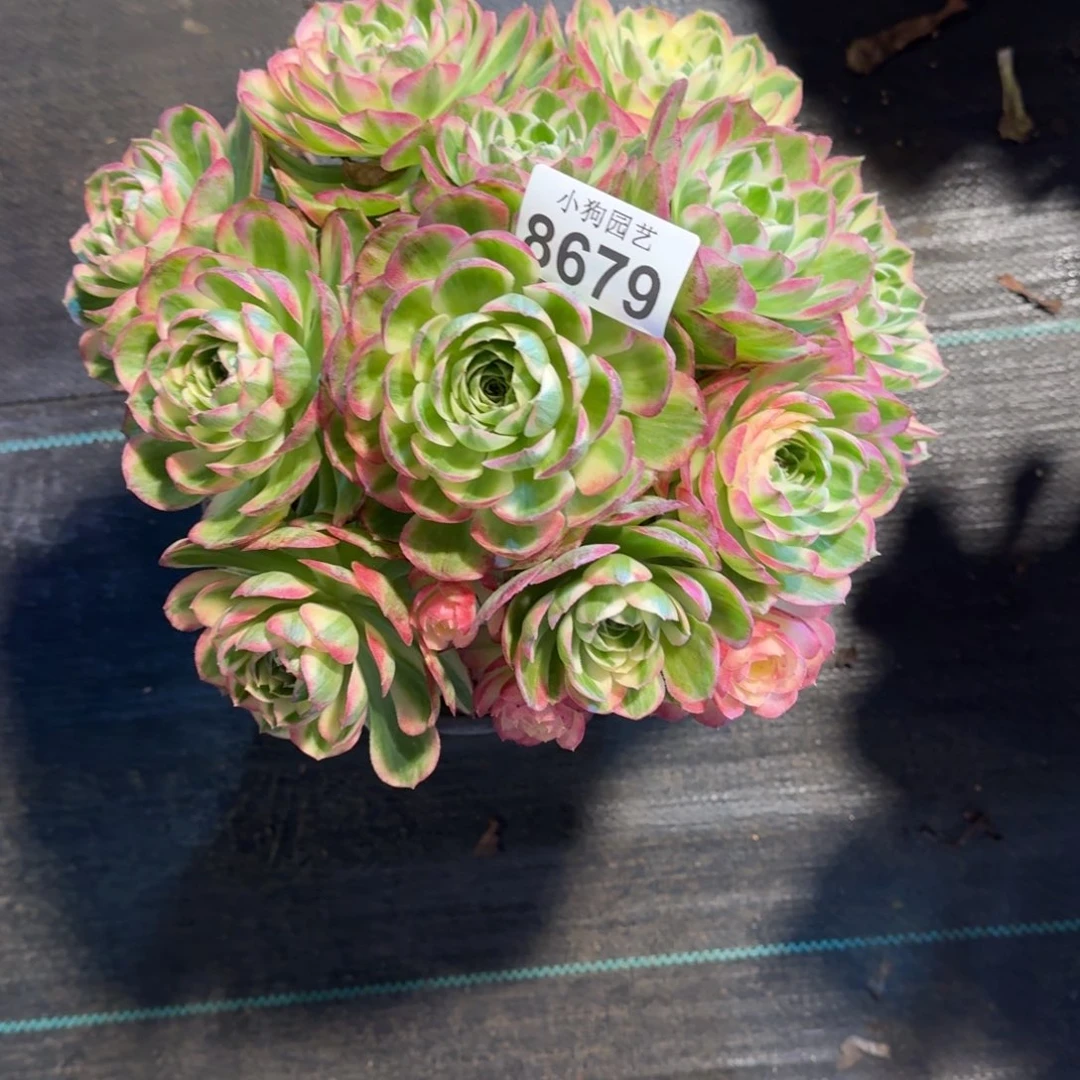 阿****兔海王多肉植物8679