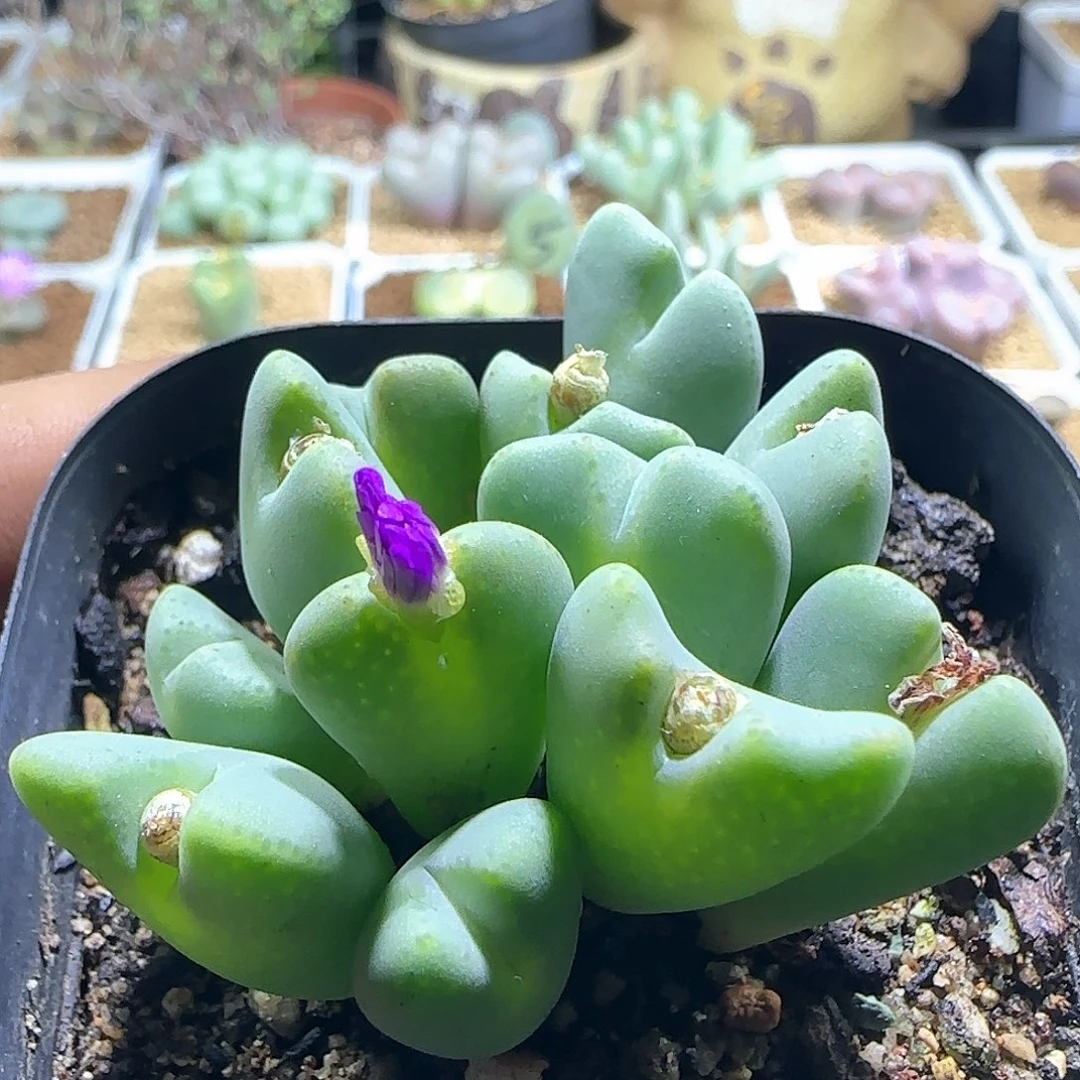 紫花少将。     573