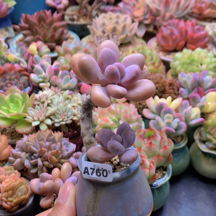 一物一拍含盆土满38包邮A760