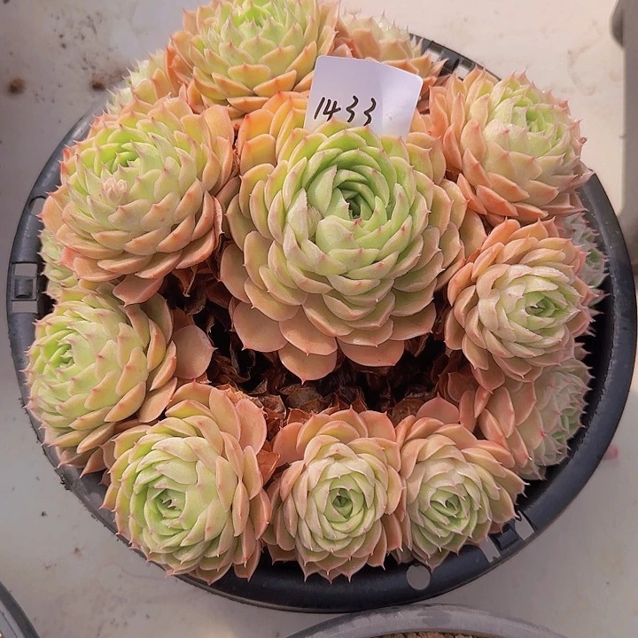 1433昂斯诺多肉植物