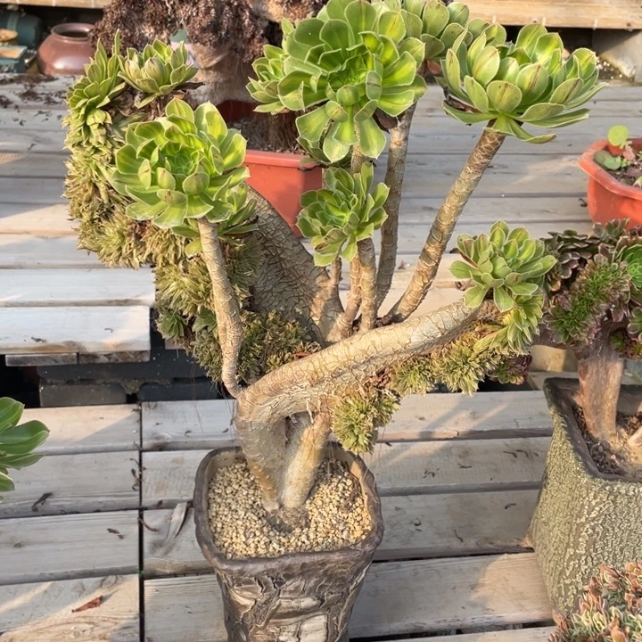 法师老桩缀化碧螺春