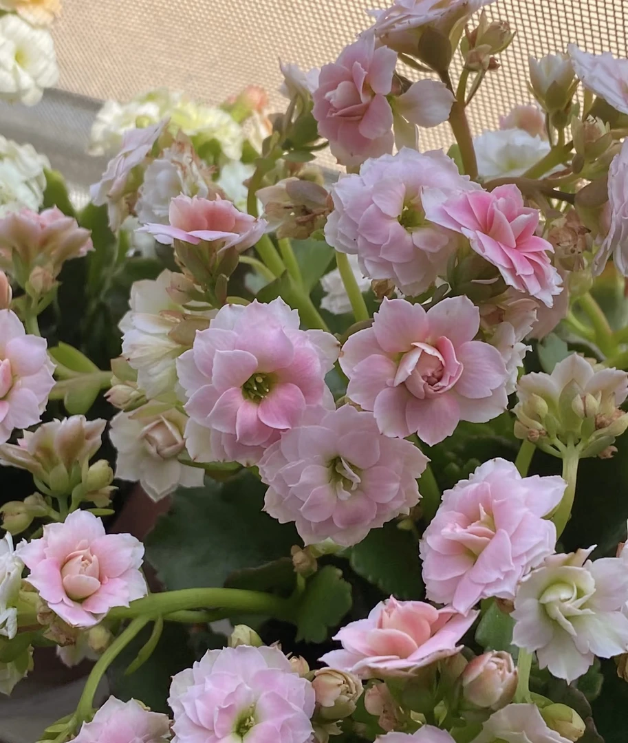 【索菲亚】110盆长寿花