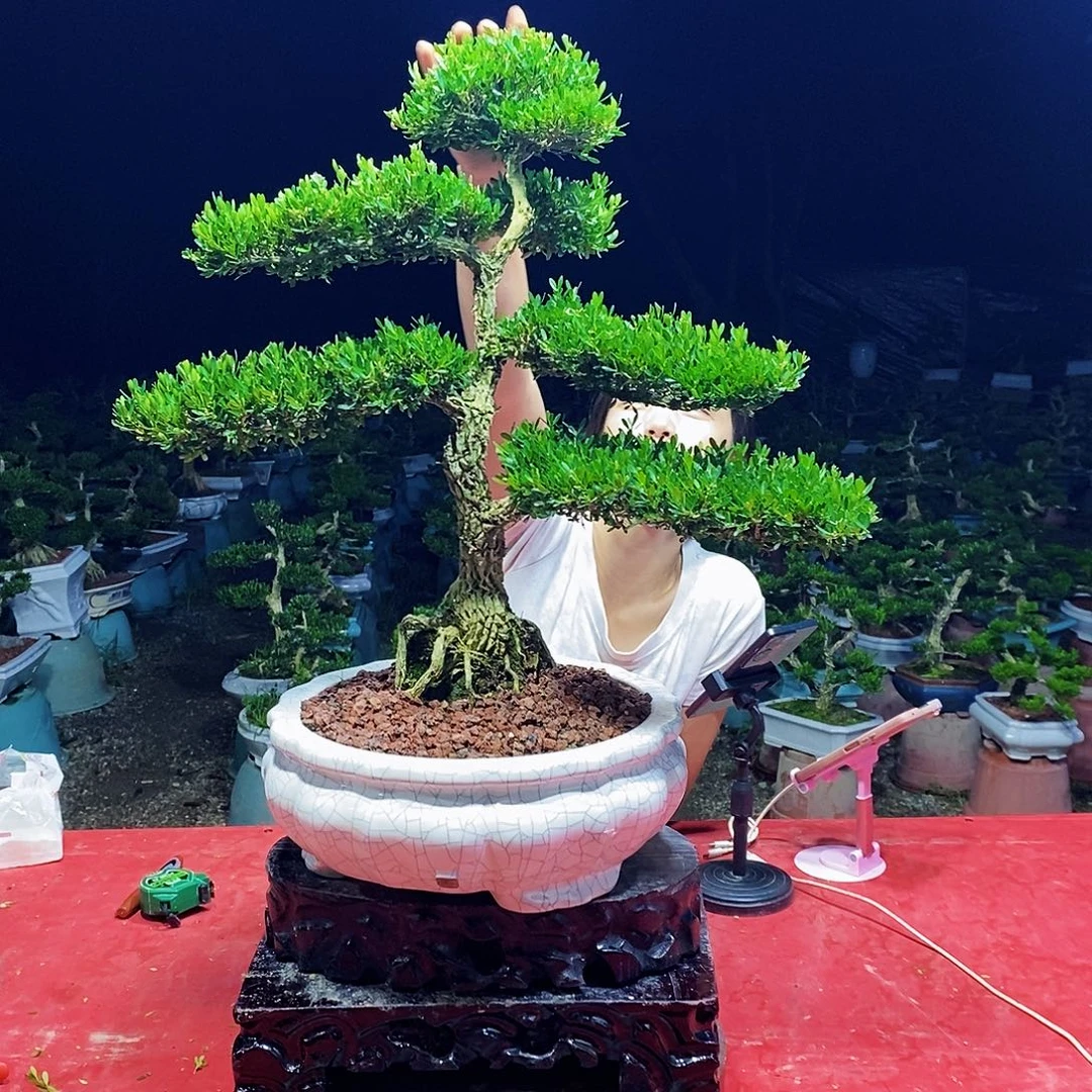 无花朵广东雀舌黄杨盆景