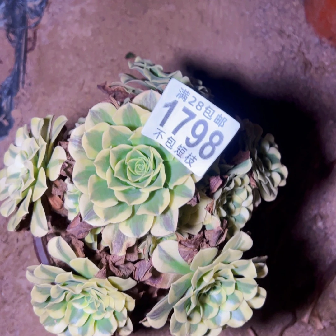 1798绿美杜莎多肉植物