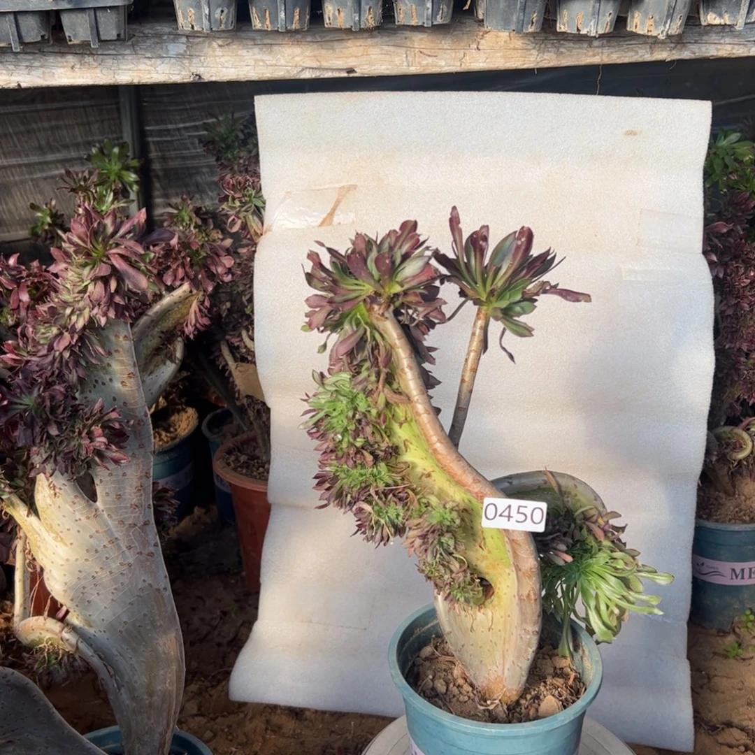 妖翅膀微瑕疵450高度36厘米