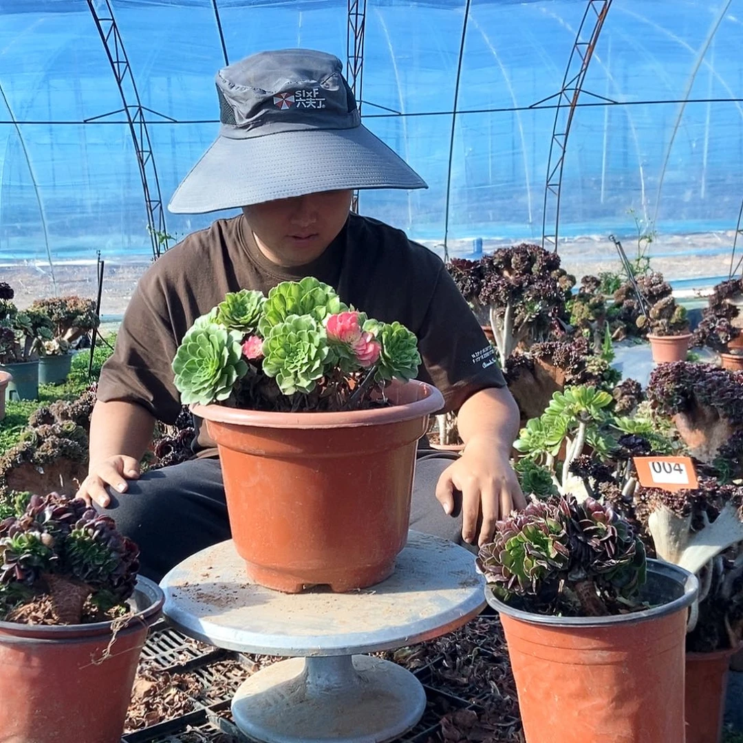 完全开放知否阴阳色