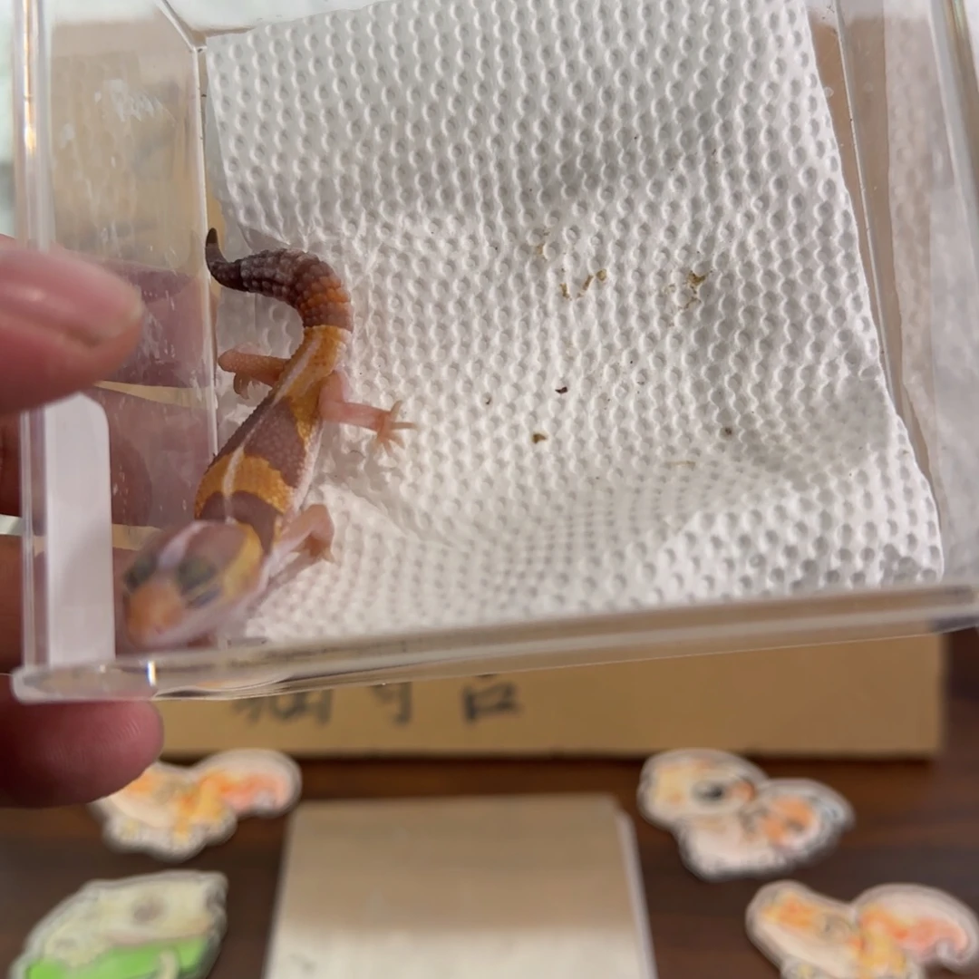 豹纹守宫直线橘白肥尾妹妹