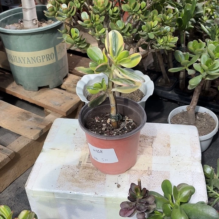 Z***Q当前无花栽培后可以开花老花30