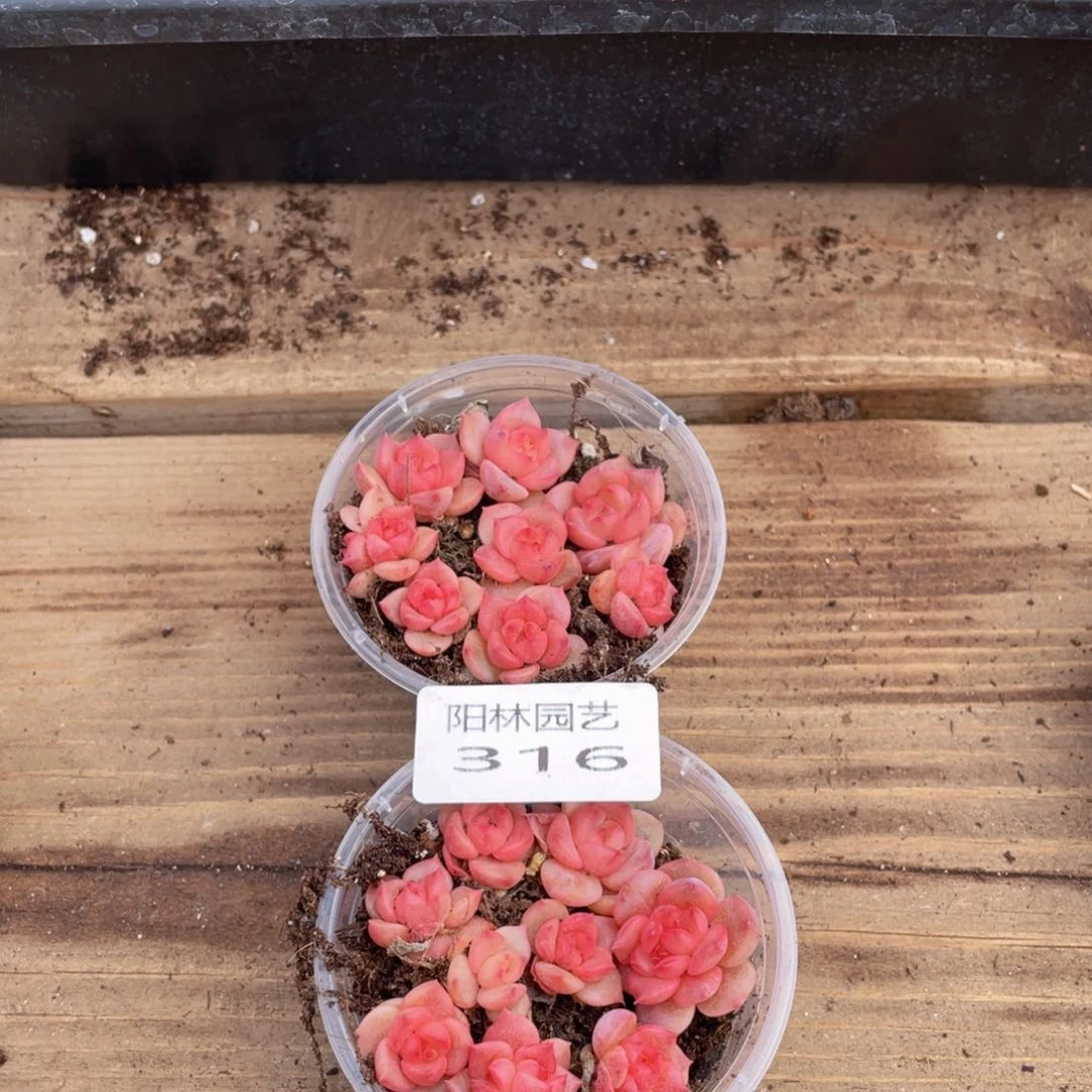 设****～多肉植物多肉植物316