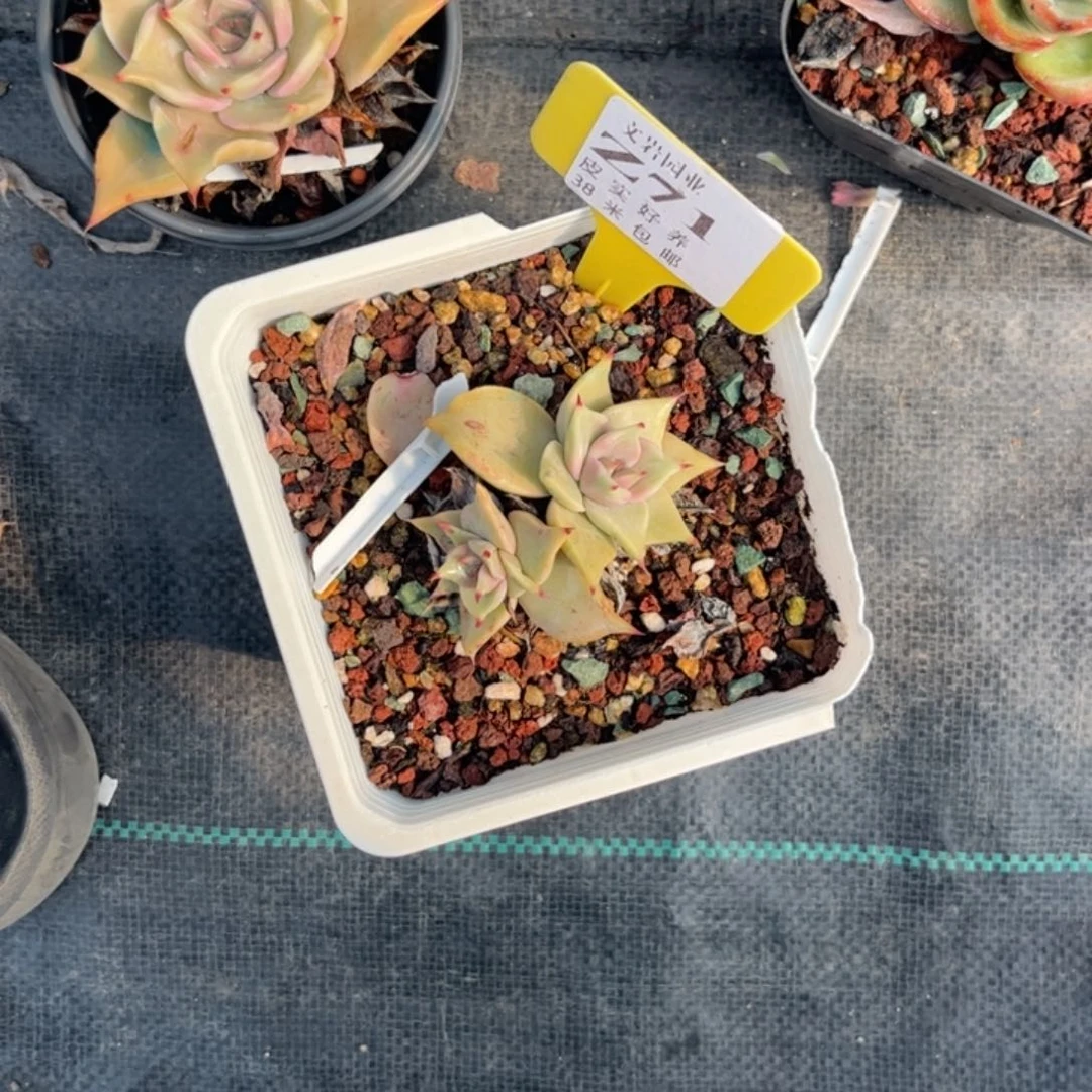 紫**儿多肉植物11111111111