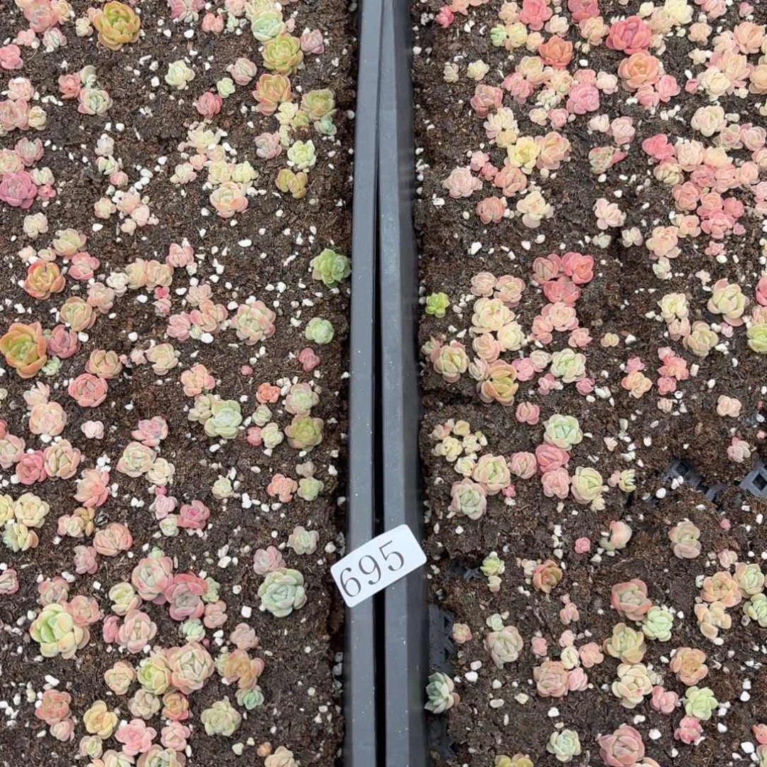 多肉植物多肉植物695