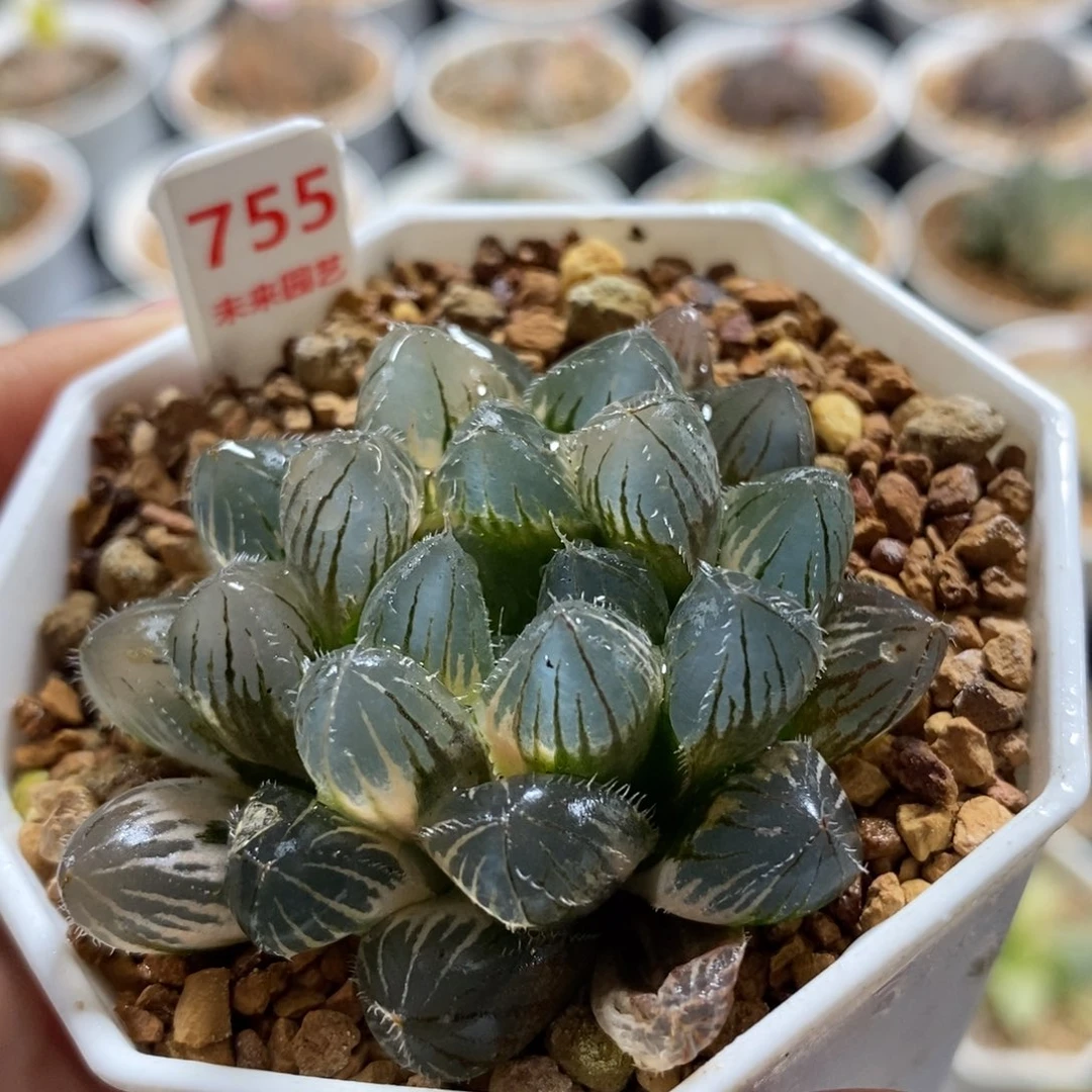 755赤斑玉露锦一物一图