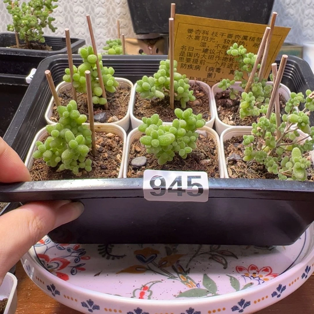 枝干番杏多肉植物四颗金桔两颗蜜橘945