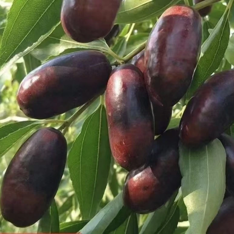 宁夏灵武长枣新鲜当季水果现摘现发脆甜多汁皮薄肉厚