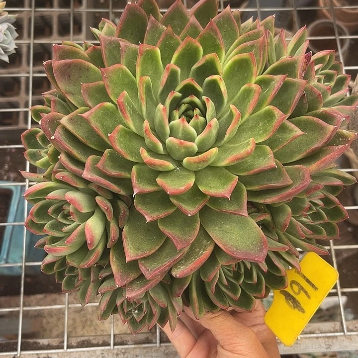 晨语多肉，一物一拍红东西161